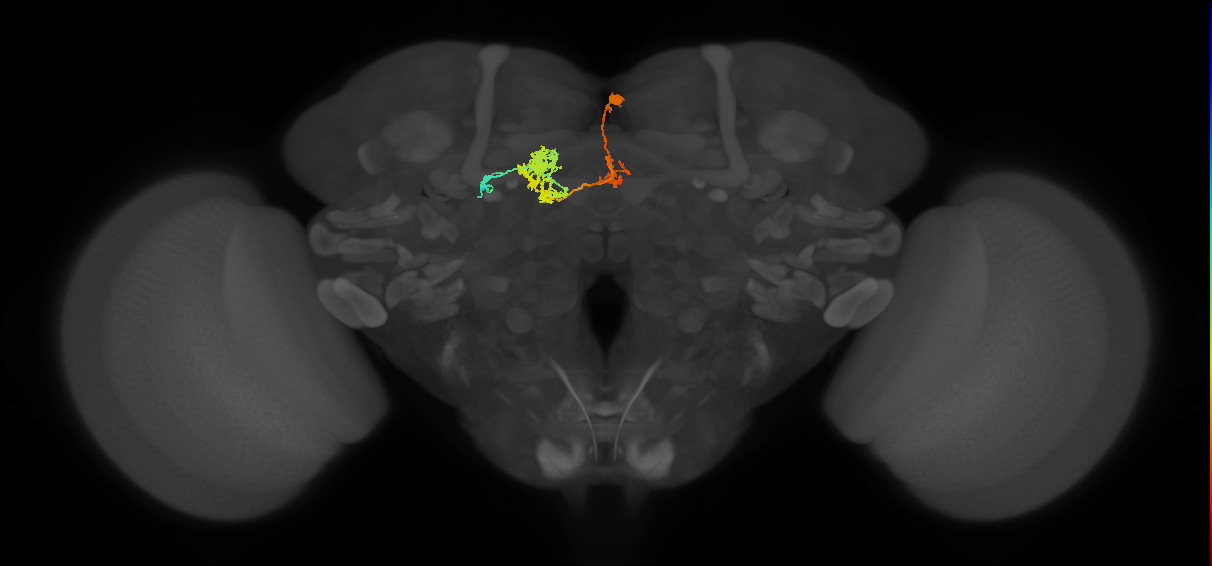 adult tyraminergic neuron