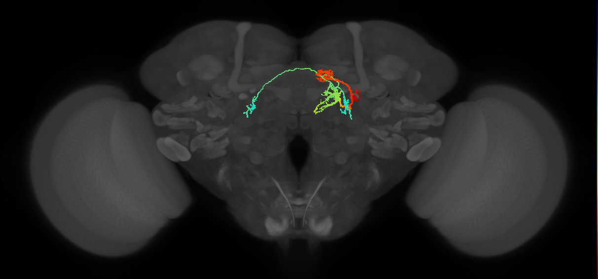 adult tyraminergic neuron