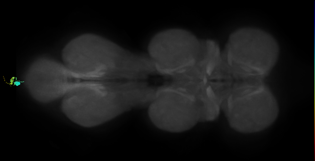 adult abdominal doublesex (female) neuron