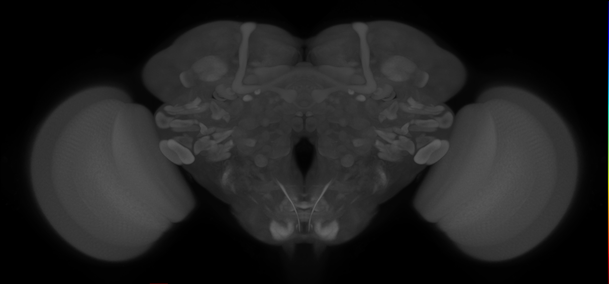 mechanosensory neuron of hair plate