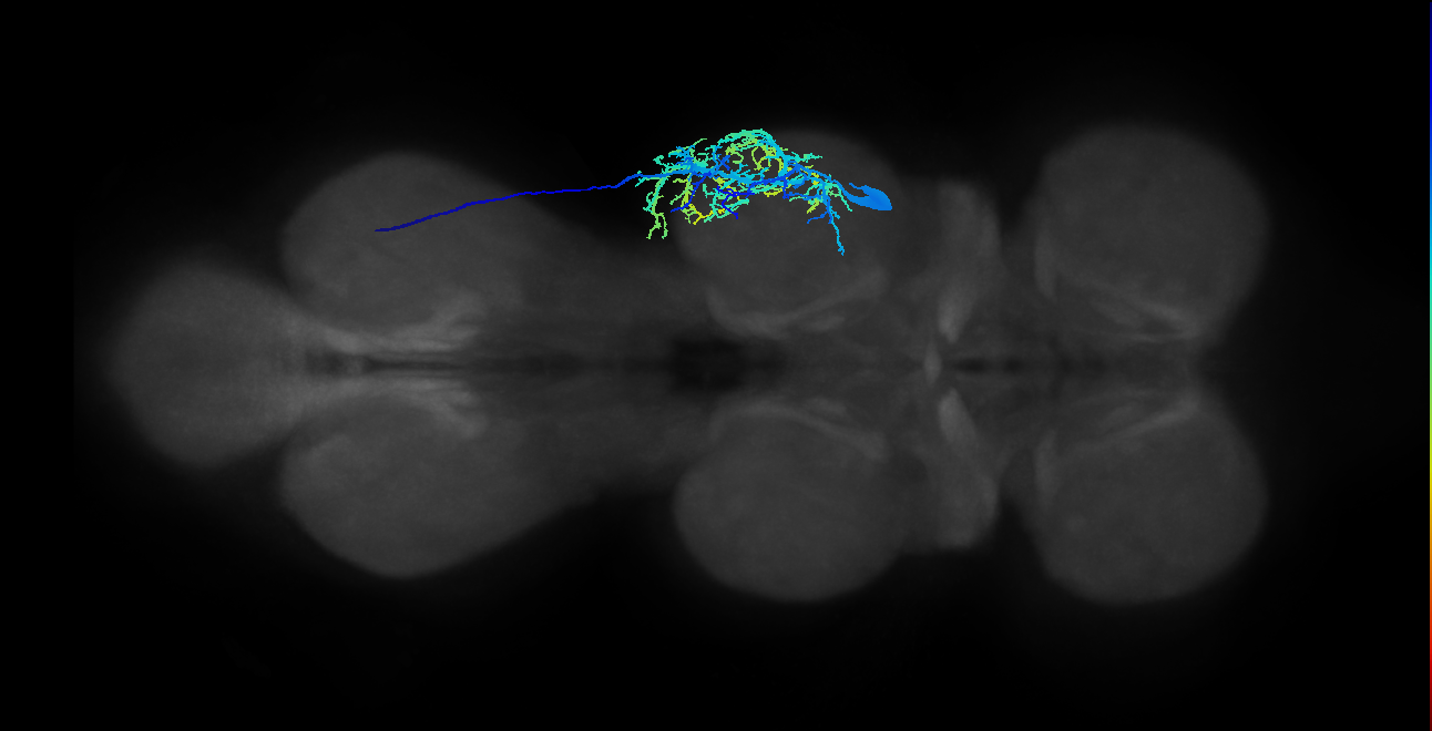 metathoracic tarsal levator muscle motor neuron