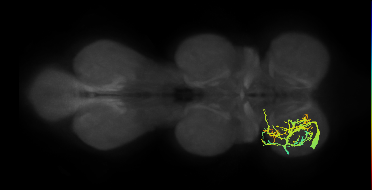 fast tibial depressor motor neuron
