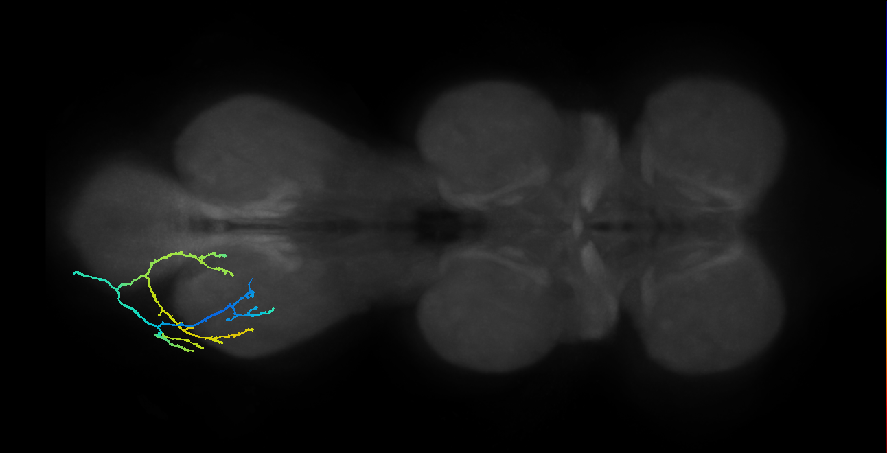 adult GABAergic neuron