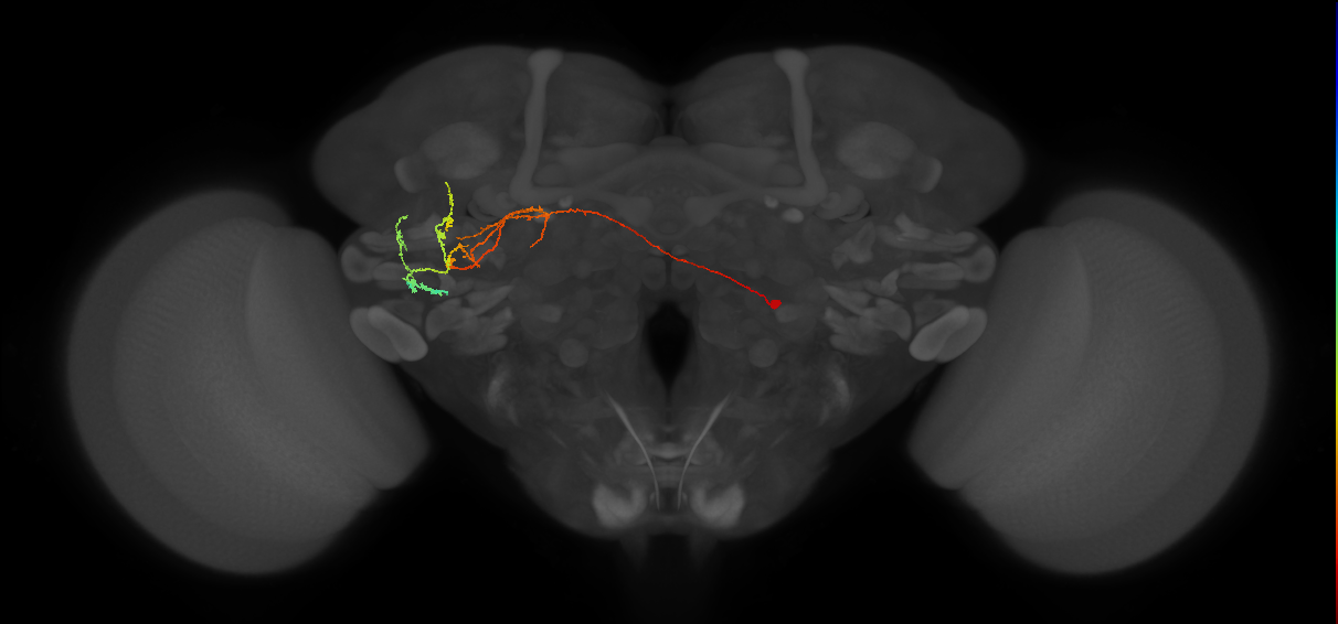 CM3 lineage neuron