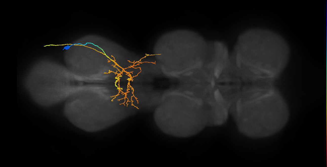 haltere muscle motor neuron