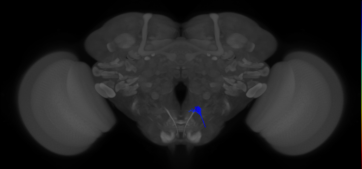 crop-innervating enteric motor neuron