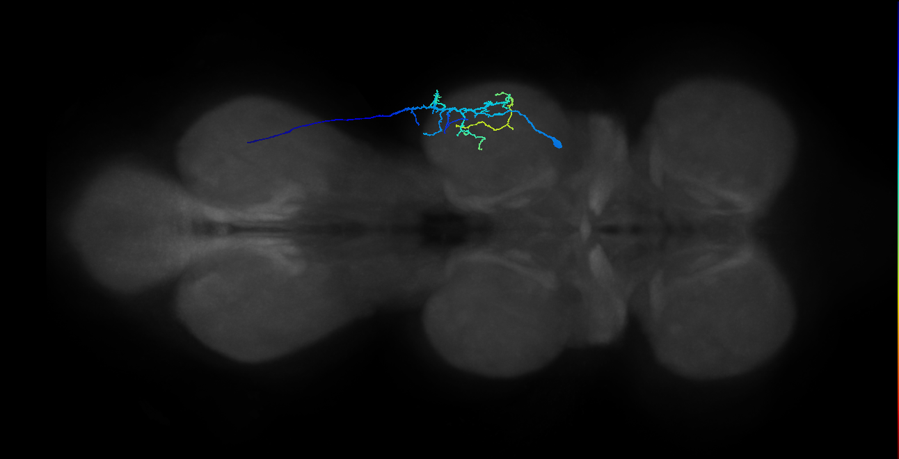 tarsal depressor muscle motor neuron