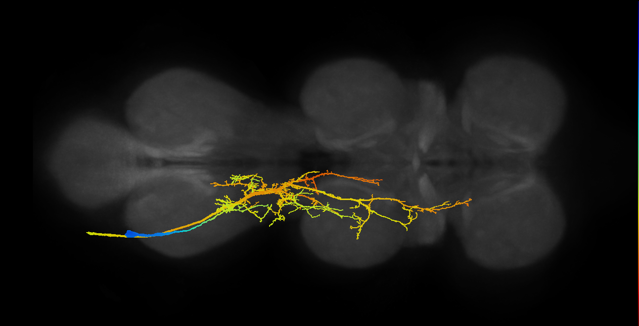 haltere muscle motor neuron