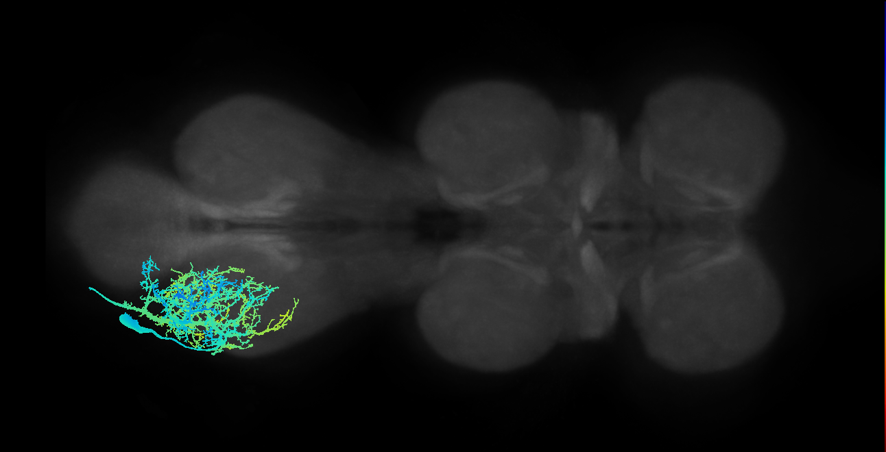 accessory tibial flexor motor neuron