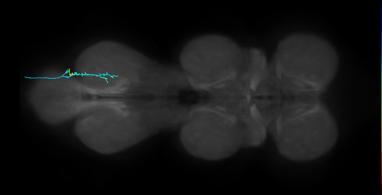 non-ascending mechanosensory neuron of leg chordotonal organ