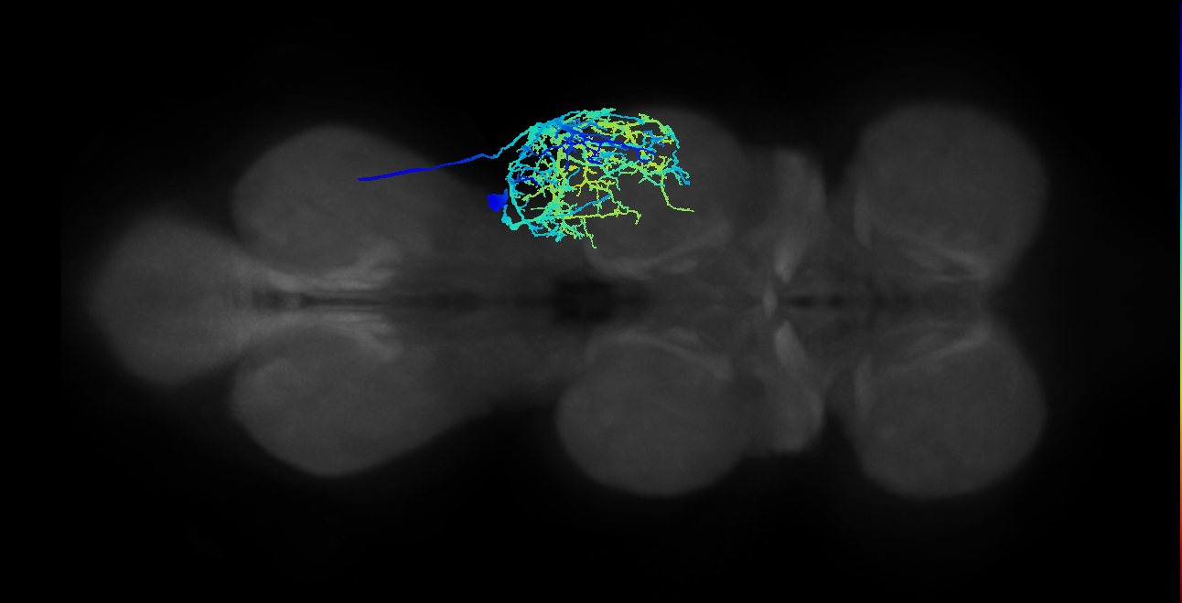 mesothoracic leg muscle motor neuron