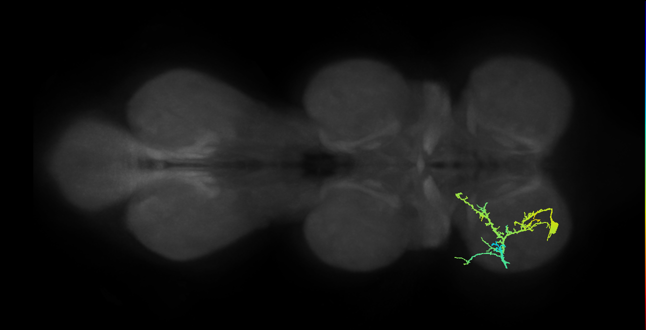 pretarsal depressor muscle motor neuron