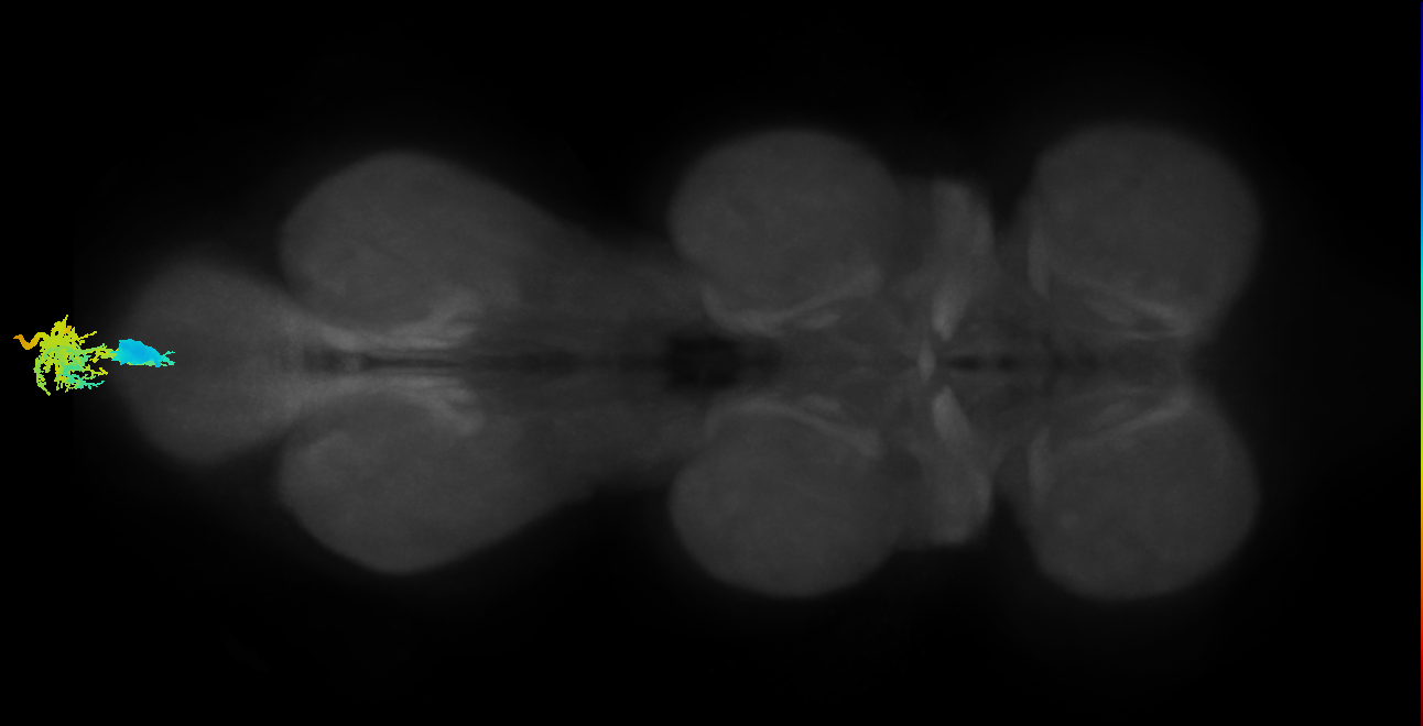 adult abdominal doublesex (female) neuron