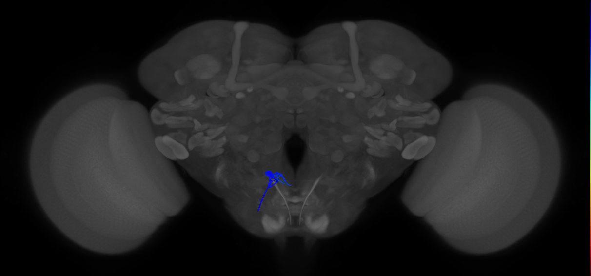 crop-innervating enteric motor neuron