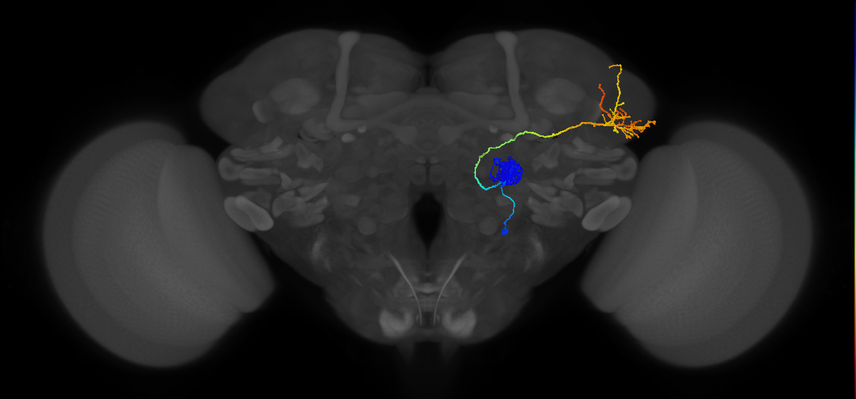 adult antennal lobe projection neuron VA1v