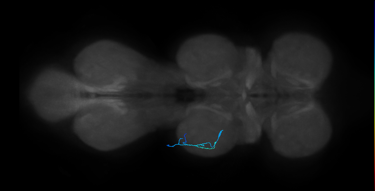 tarsal depressor muscle motor neuron