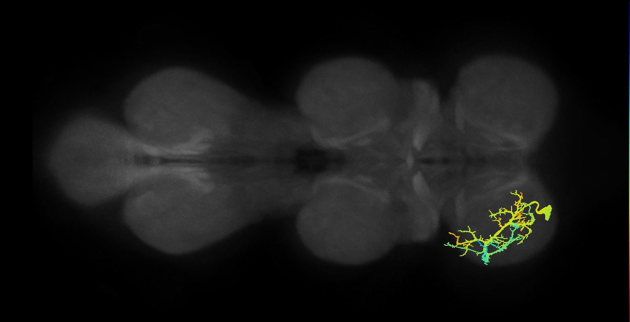 lineage 24 secondary neuron