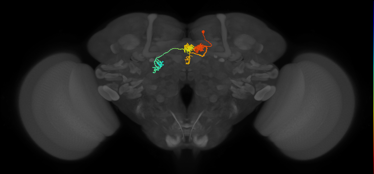 adult tyraminergic neuron