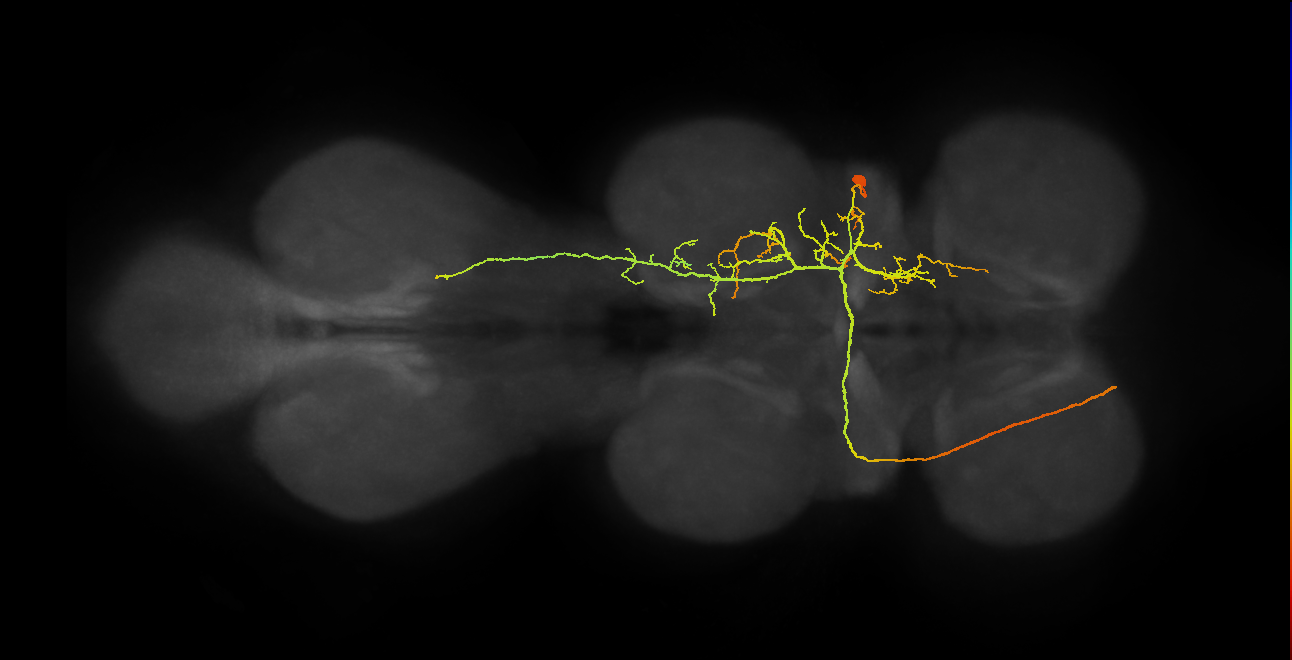 hemilineage 19B secondary neuron