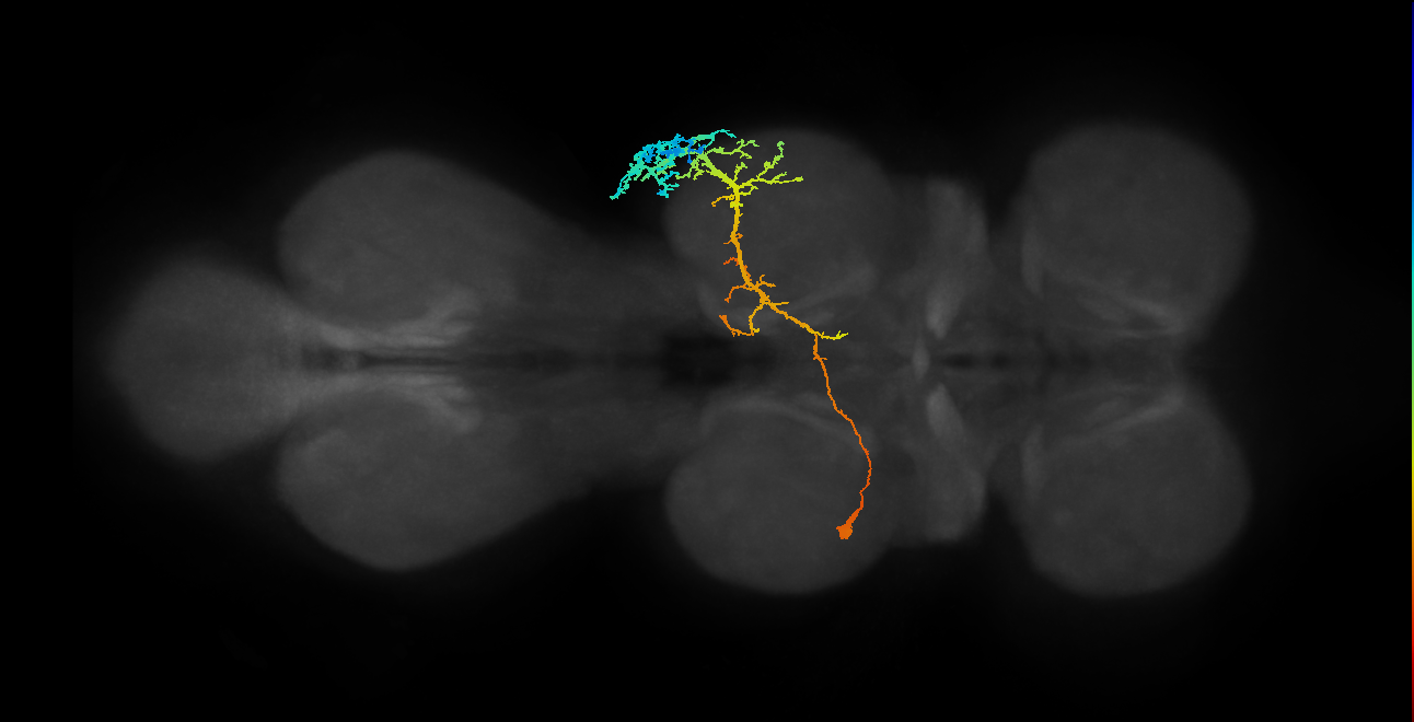 INXXX469