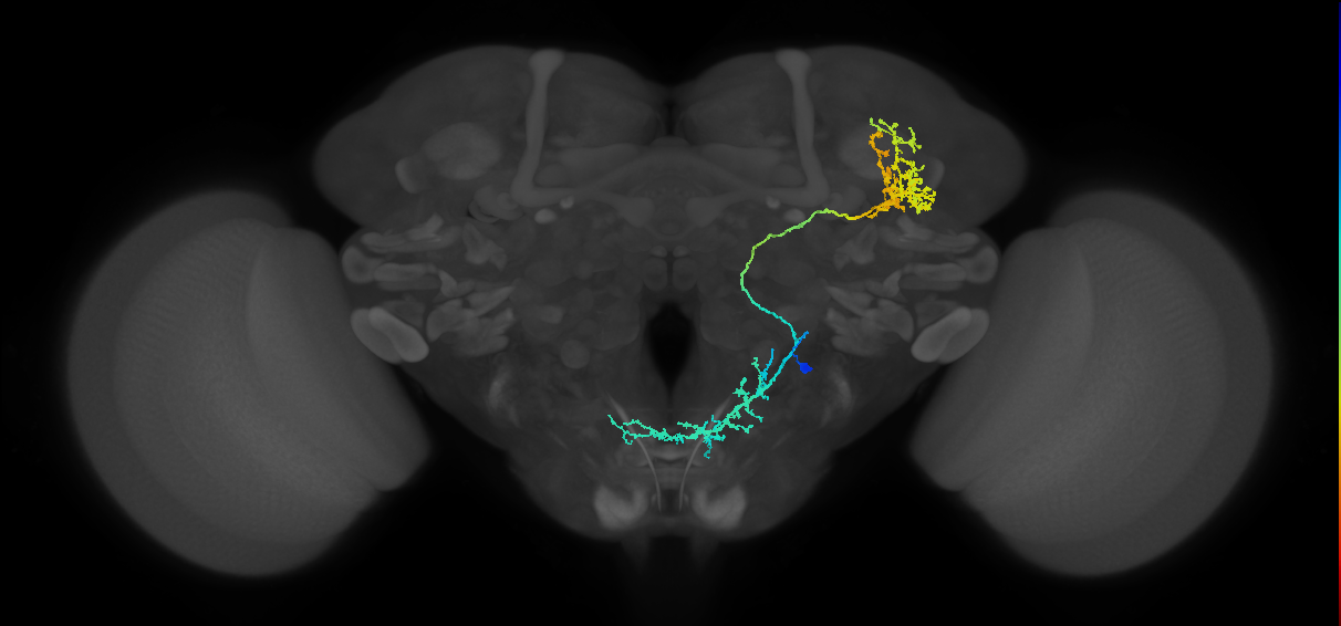 adult ALv1 lineage neuron