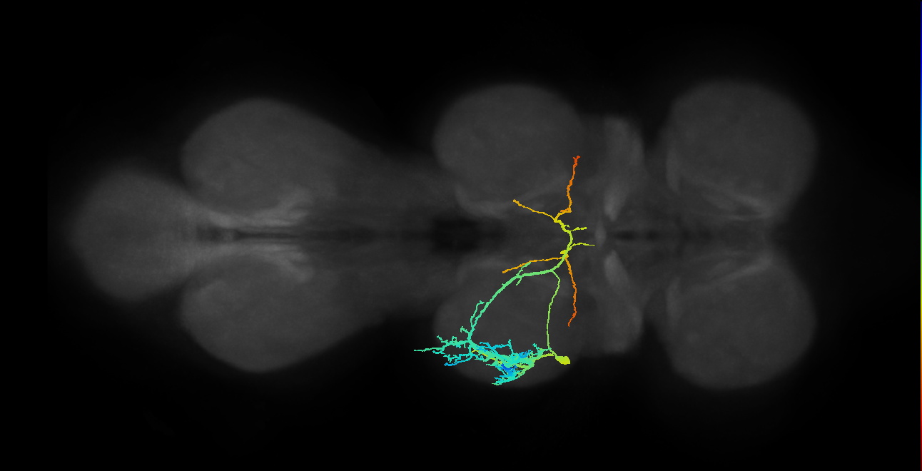 NB2-4 lineage neuron