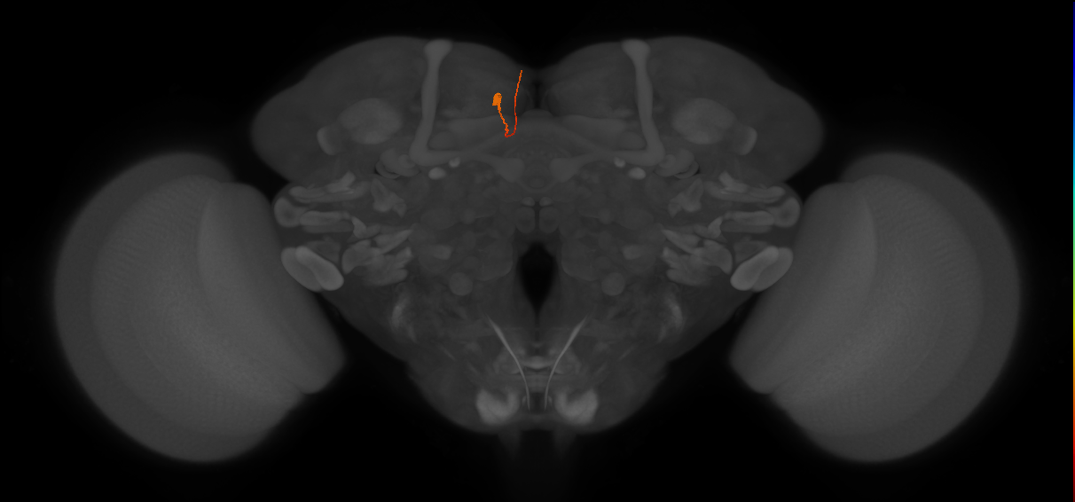 ocellar ganglion local neuron