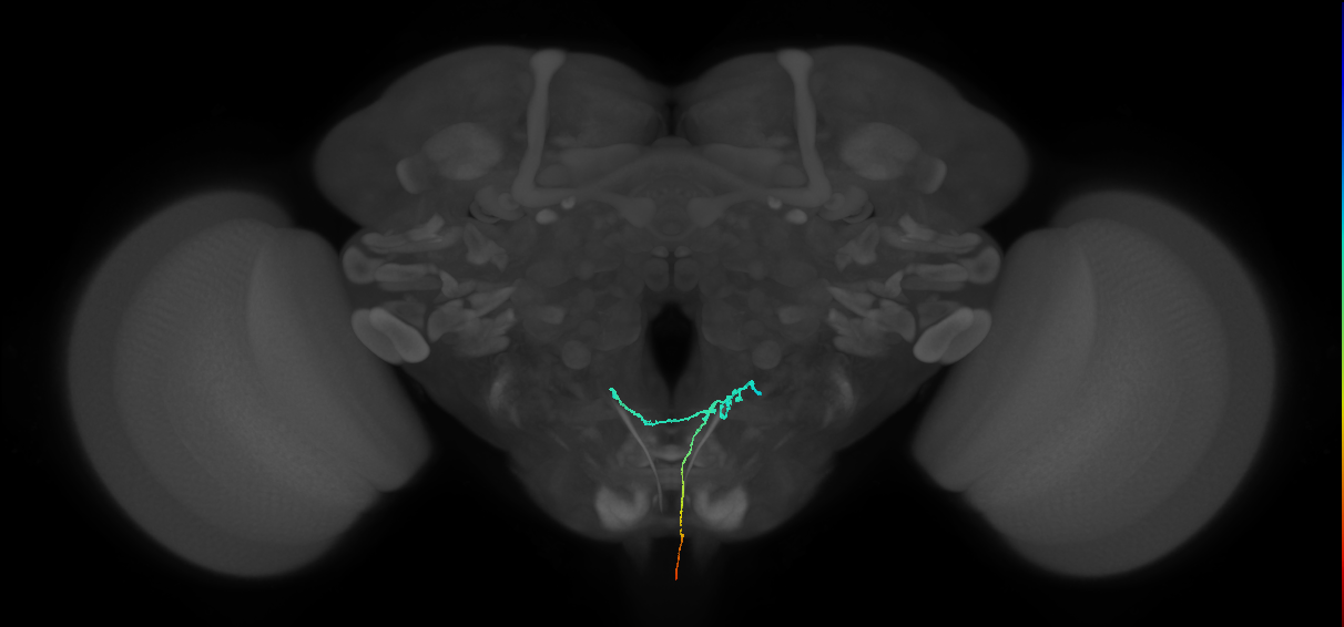 chemosensory system neuron