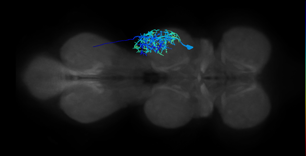 mesothoracic accessory tibial flexor motor neuron