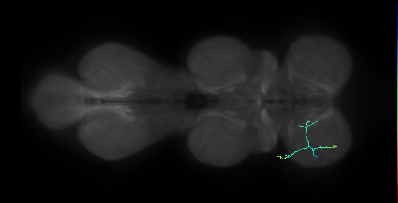 femoral chordotonal claw neuron