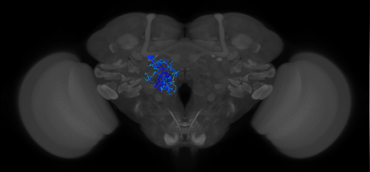 GABAergic local interneuron of the adult antennal lobe