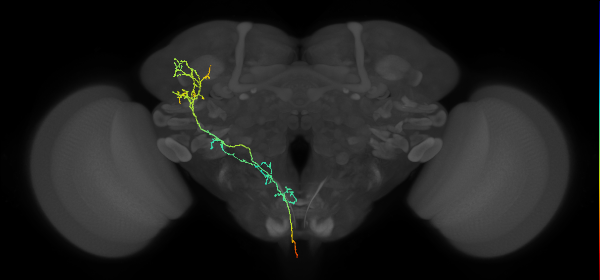 NB3-5 lineage primary neuron