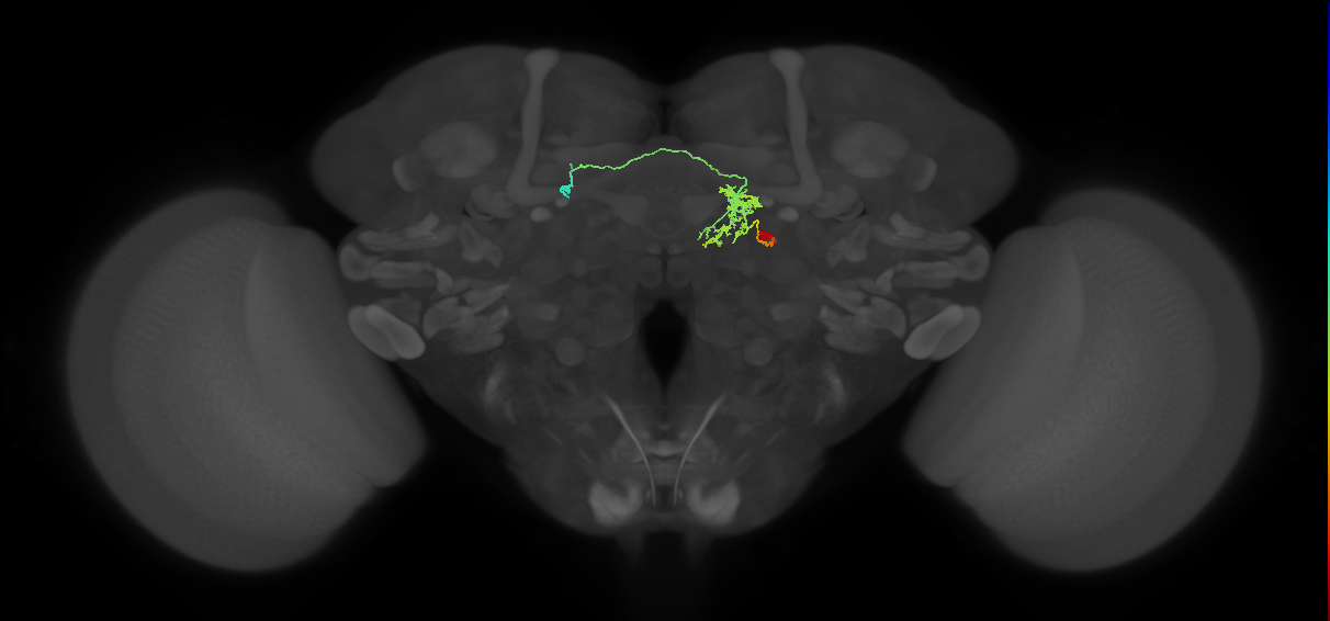 adult tyraminergic neuron