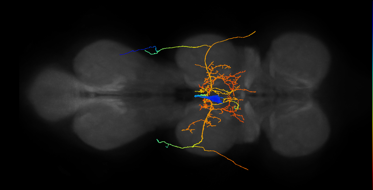 MNB lineage neuron