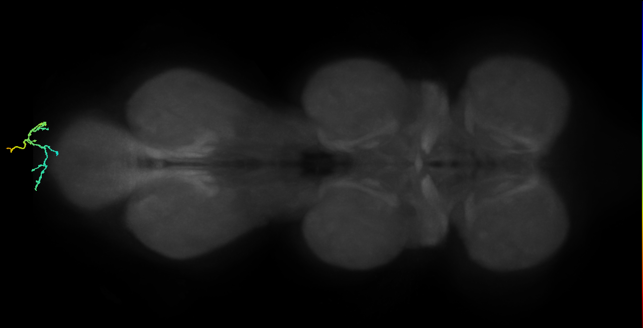 sensory neuron of female reproductive system