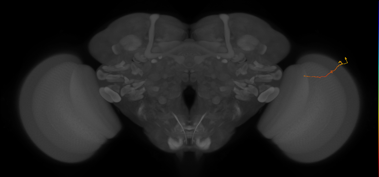 adult optic lobe intrinsic neuron