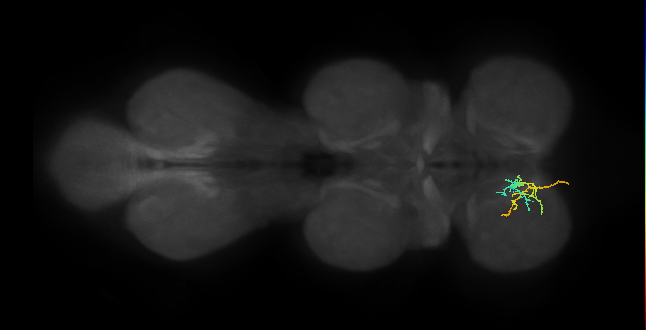 DNfl033