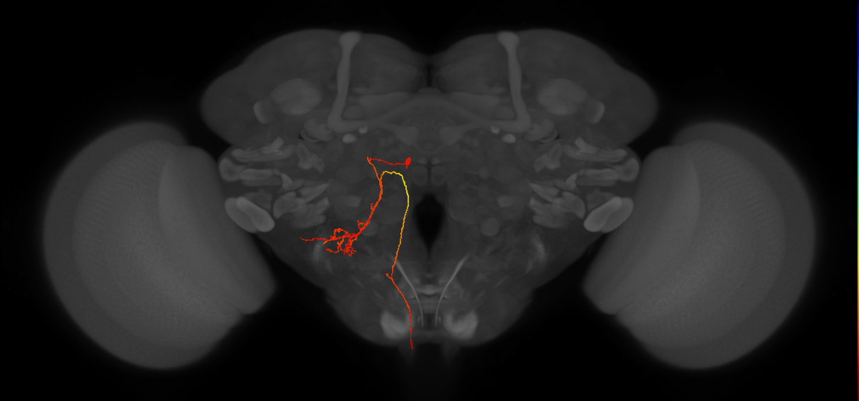 adult PSp2 lineage neuron