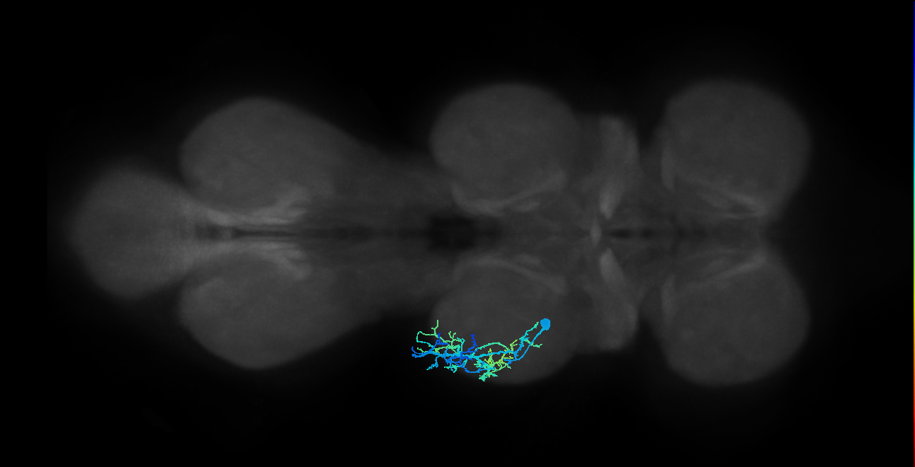 tarsal depressor muscle motor neuron