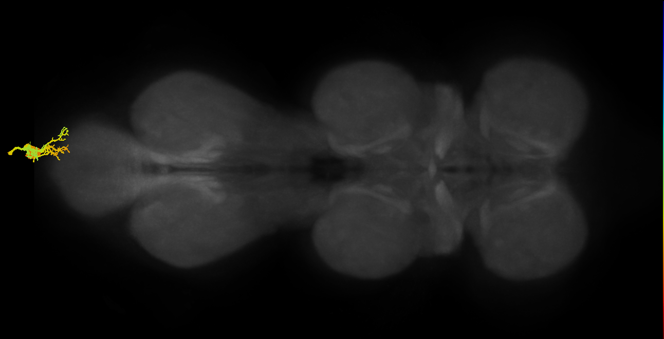 adult motor neuron