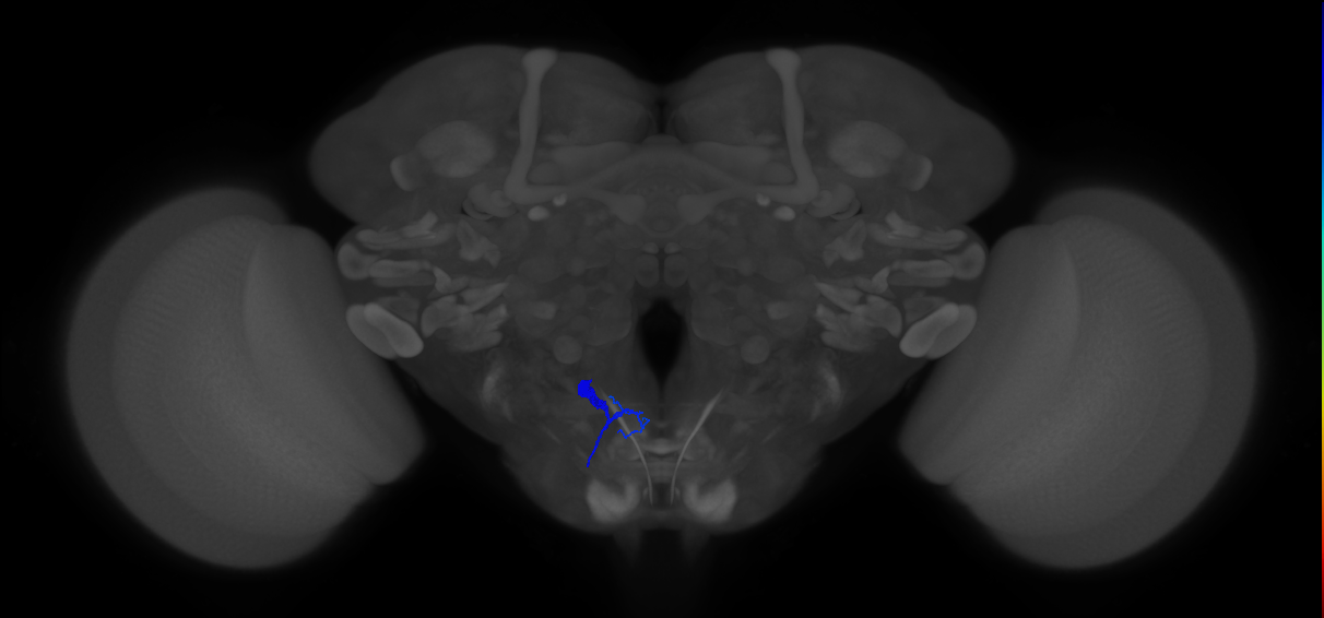 crop-innervating enteric motor neuron