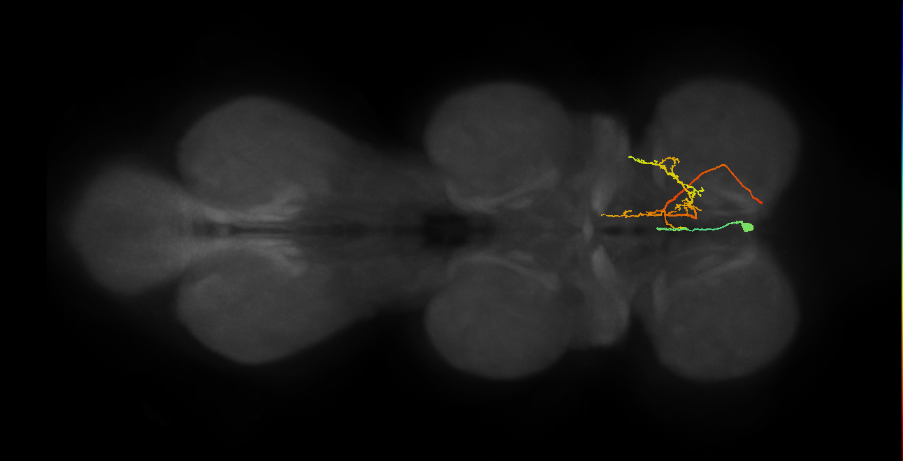 NB2-1 lineage primary neuron
