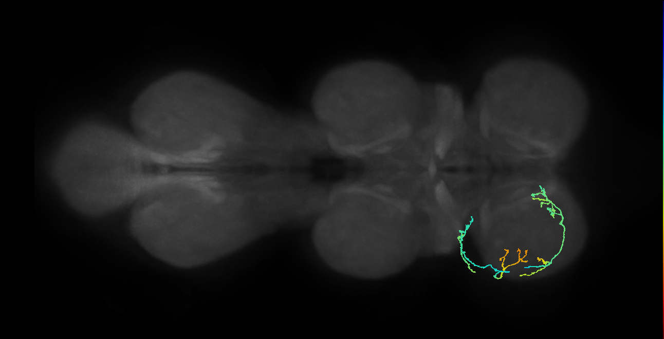 adult mechanosensory neuron