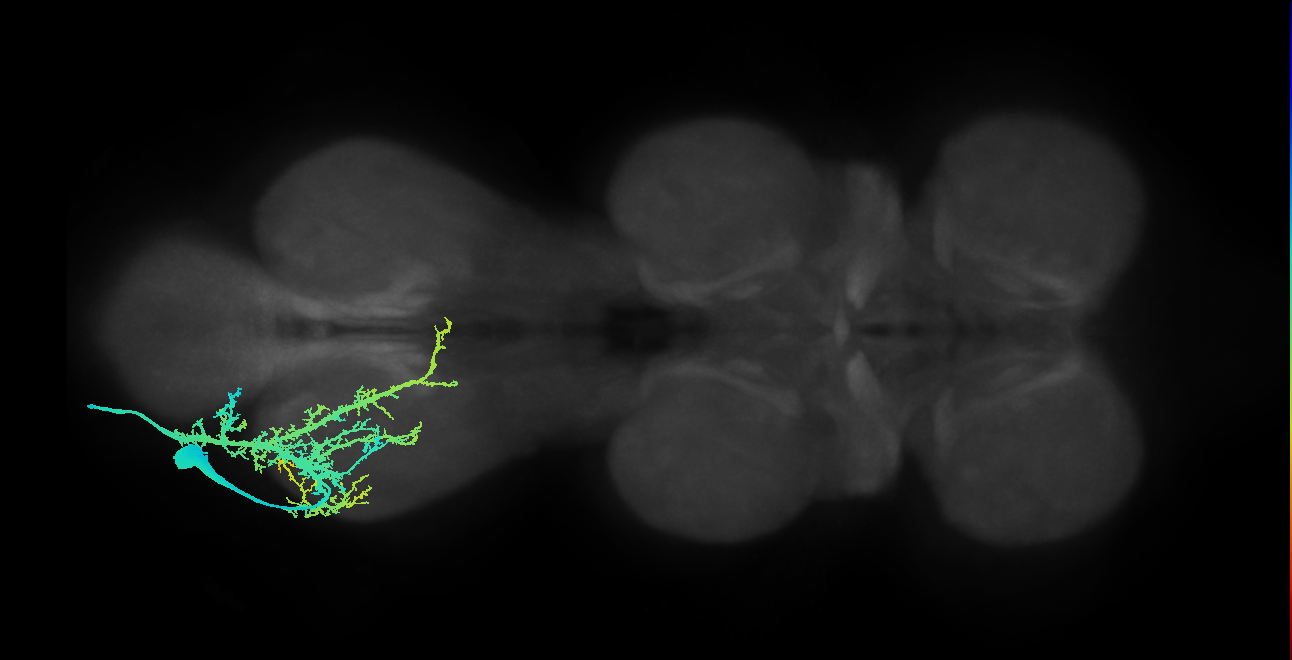 pretarsal depressor muscle motor neuron