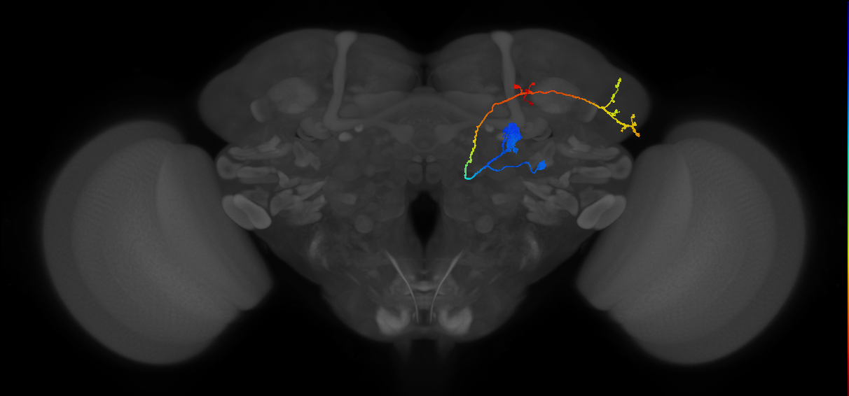 adult antennal lobe projection neuron DA1