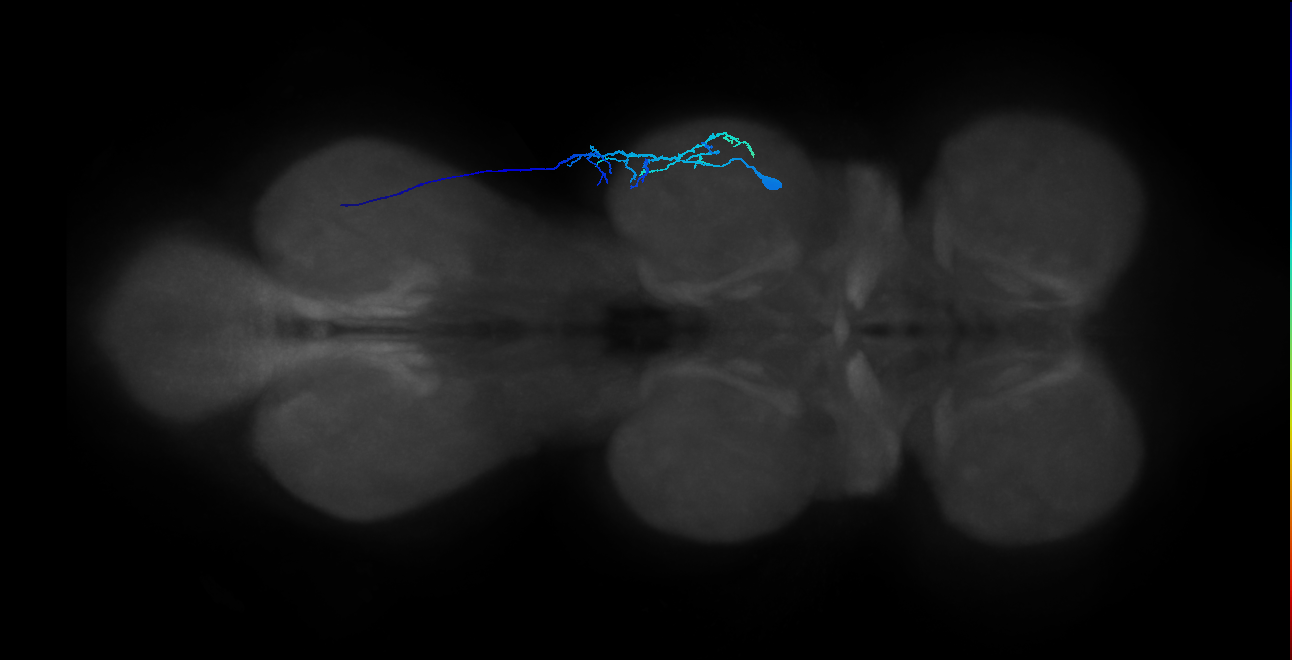 tarsal depressor muscle motor neuron