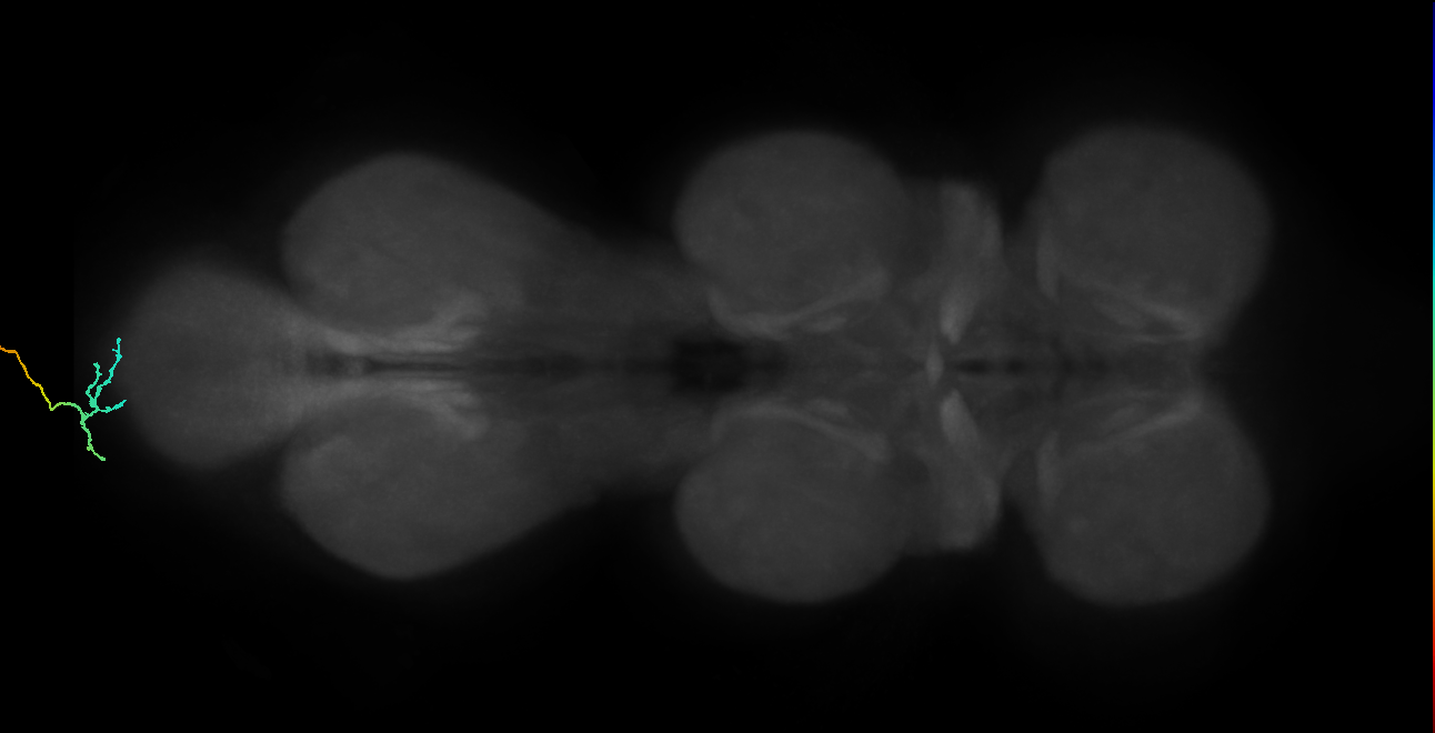 sensory neuron of female reproductive system