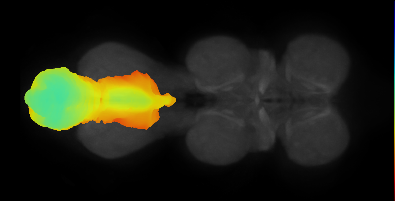 Adult Nervous system Neuromere ANm on JRC2018UnisexVNC (VFB_00107pms) aligned to JRCVNC2018U
