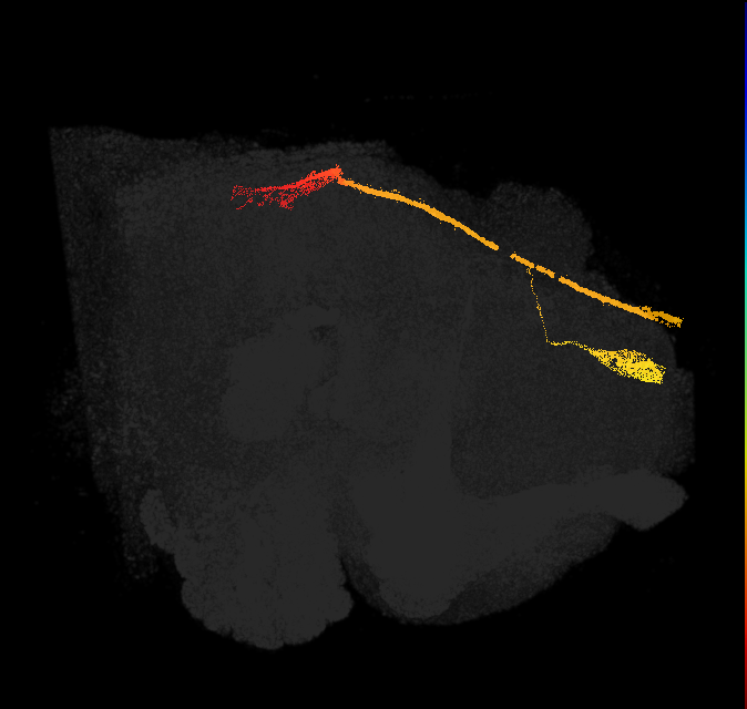 262504004