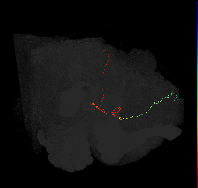 295490804